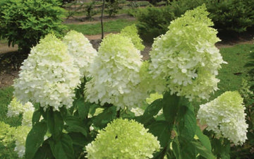 Limelight Hydrangea Shrub/Bush - Live Plant - 6-10