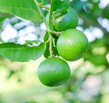 Dwarf Mexican Key Lime Tree - Live Citrus Plant - 26-30