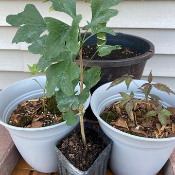 2 Ginkgo (Maidenhair) Trees - 12-15