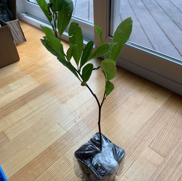 Star Magnolia Shrub/Tree - 6-12