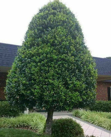 2 Foster Holly Trees/Shrubs - Live Plants - 6-12