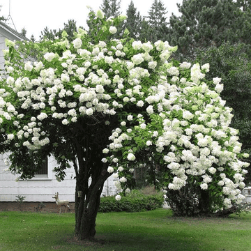 Japanese Snowball Shrub - 6-12