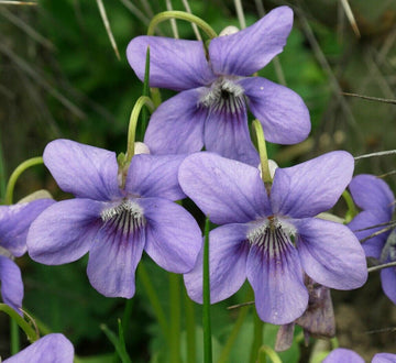 10+ Wild Common Blue Violet Flowers - Live Plants - Bareroot - Viola Sororia