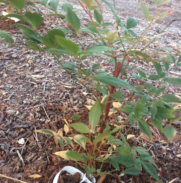 2 Heavenly/Sacred Bamboo Shrubs - 6-9