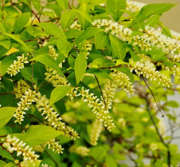 Henry's Garnet Shrub/Bush (Virginia Sweetspire) - 12