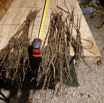 2 White Flowering Dogwood Trees - 24-36