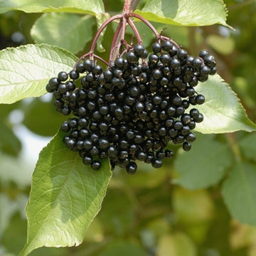 American Elderberry Shrub - 12