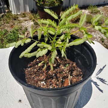 Royal Poinciana - Flamboyant/Flame Tree - 6-12