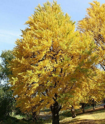 2 Ginkgo (Maidenhair) Trees - 12-15