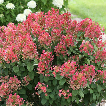 2 Little Quick Fire Panicle Hydrangea Petite Dwarf Shrubs, 6-12