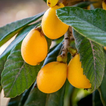 Loquat Tree (Japanese Plum Plant) - 3-6