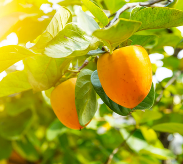 2 American Persimmon Trees, 18-24