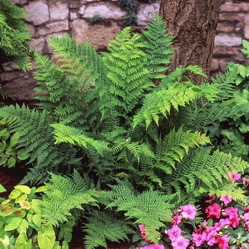 3 Lady Fern Roots/Root Systems - Common Ladyfern Plants - Athyrium filix-femina