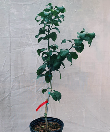 Dwarf Rio Red Grapefruit Tree - 36-48