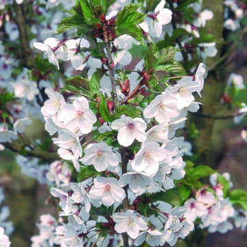 2 Snowgoose Flowering Cherry Trees - 6-14