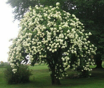 2 Blackhaw Viburnum Shrubs/Trees - Live Potted Plants - 6-12