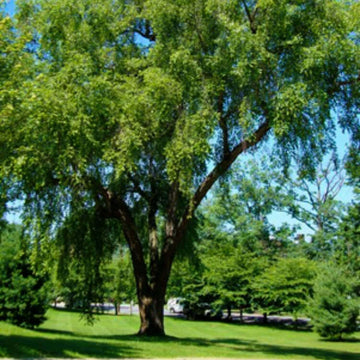 River Birch Tree - 24-36