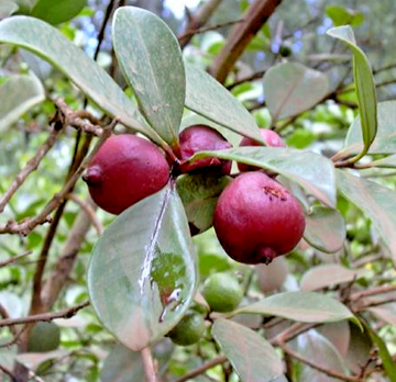 Strawberry Guava Tree/Shrub (Cattley Guava) - 6-12