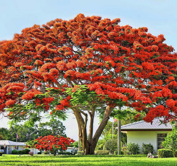 Royal Poinciana - Flamboyant - Flame Tree - 3-6