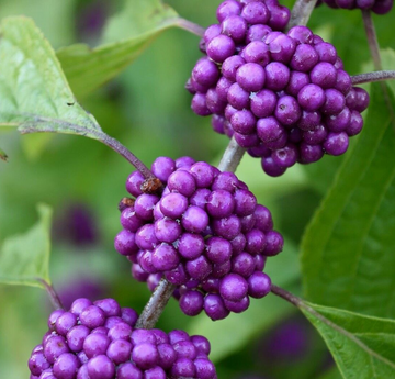 American Beauty Berry Bush/Shrub - 6-12