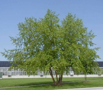 River Birch Multi-Stem Tree - 12-18