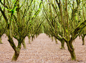 American Hazelnut (Filbert) Tree - 18-24