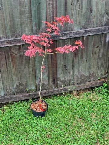 Japanese Red Maple Tree - Live Plant - 36-48