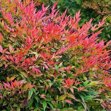 2 Gulf Stream Nandina domestica Shrubs - Live Plants - 6-12