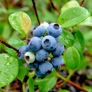 5 Bluejay Northern Highbush Blueberry Bushes - 18-24