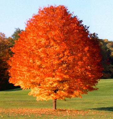 2 October Glory Maple Trees - Live Plants - 12-24