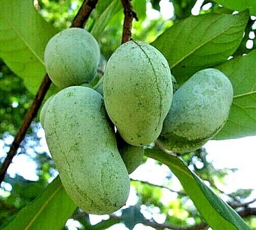 5 Paw Paw Trees - 6-12