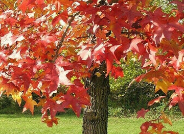 American Sweetgum Live Tree - 18-24