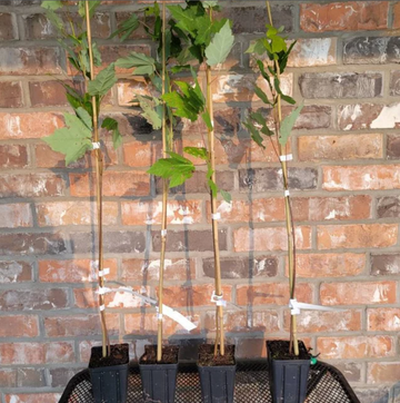 2 American Sycamore Trees - Live Plants - 10-12