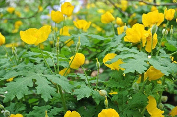 5 Celandine Yellow Poppy Bulbs - Wildflowers - (Stylophorum diphyllum)