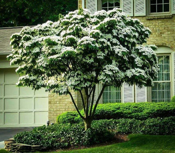 2 Kousa Japanese Dogwood Trees - Live Potted Plants - 12-18