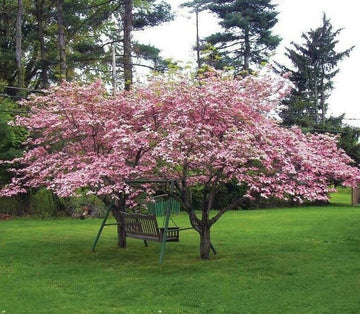 Pink Flowering Dogwood Tree - 10-18