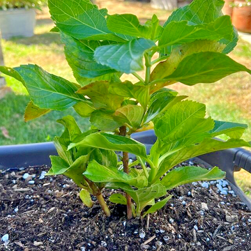 Goliath Hydrangea Shrub/Bush - 8-12