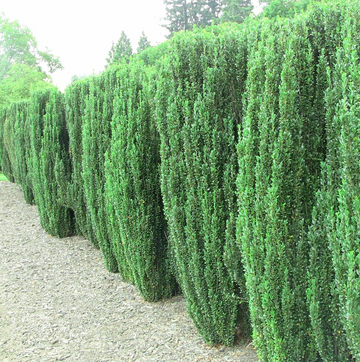 25 Sky Pencil Holly Shrubs/Trees/Hedges - 3-6