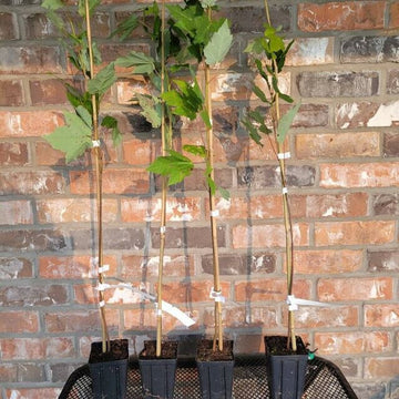 2 Red Maple Trees - Live Potted Plants - 12-16