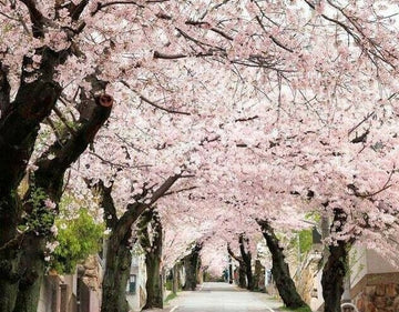 Akebono Flowering Cherry Tree - 6-12