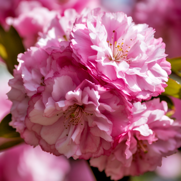 Kwanzan Japanese Flowering Cherry Tree - 8-14