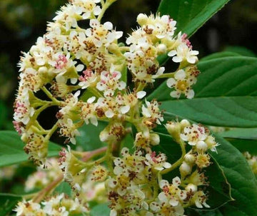 Nannyberry Viburnum Shrub/Bush/Tree - 18-24