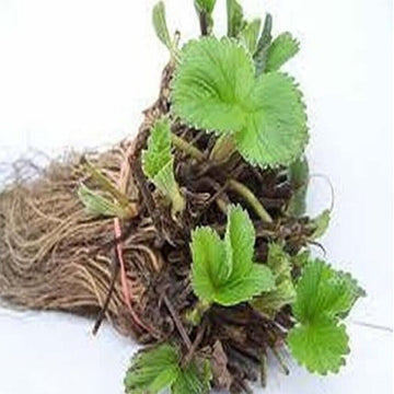 50 Ozark Beauty Strawberry Live Plants, Bare Root - Everbearing - Indoor/Outdoor