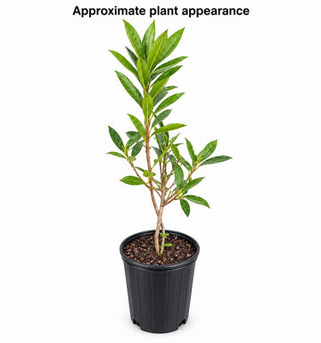 White Alabama Native Azalea Shrub - 10-14" Tall Live Plant - Gallon Pot