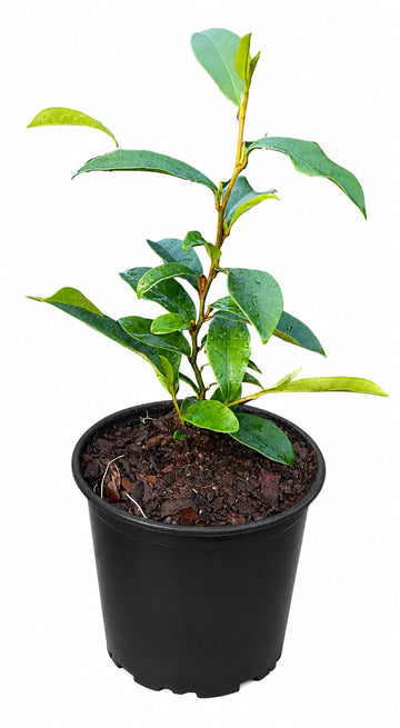 Stellar Ruby Banana Magnolia Shrub - 8-12" Tall Live Plant - Gallon Pot