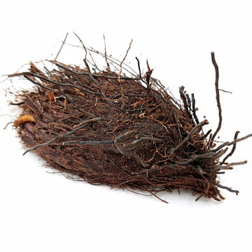 5 Leatherwood Fern Rhizomes/Bulbs - Native Shade Fern Root Systems