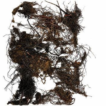20 Leatherwood Fern Rhizomes/Roots