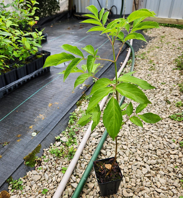 2 American Elderberry Shrubs/Bushes - 6-12