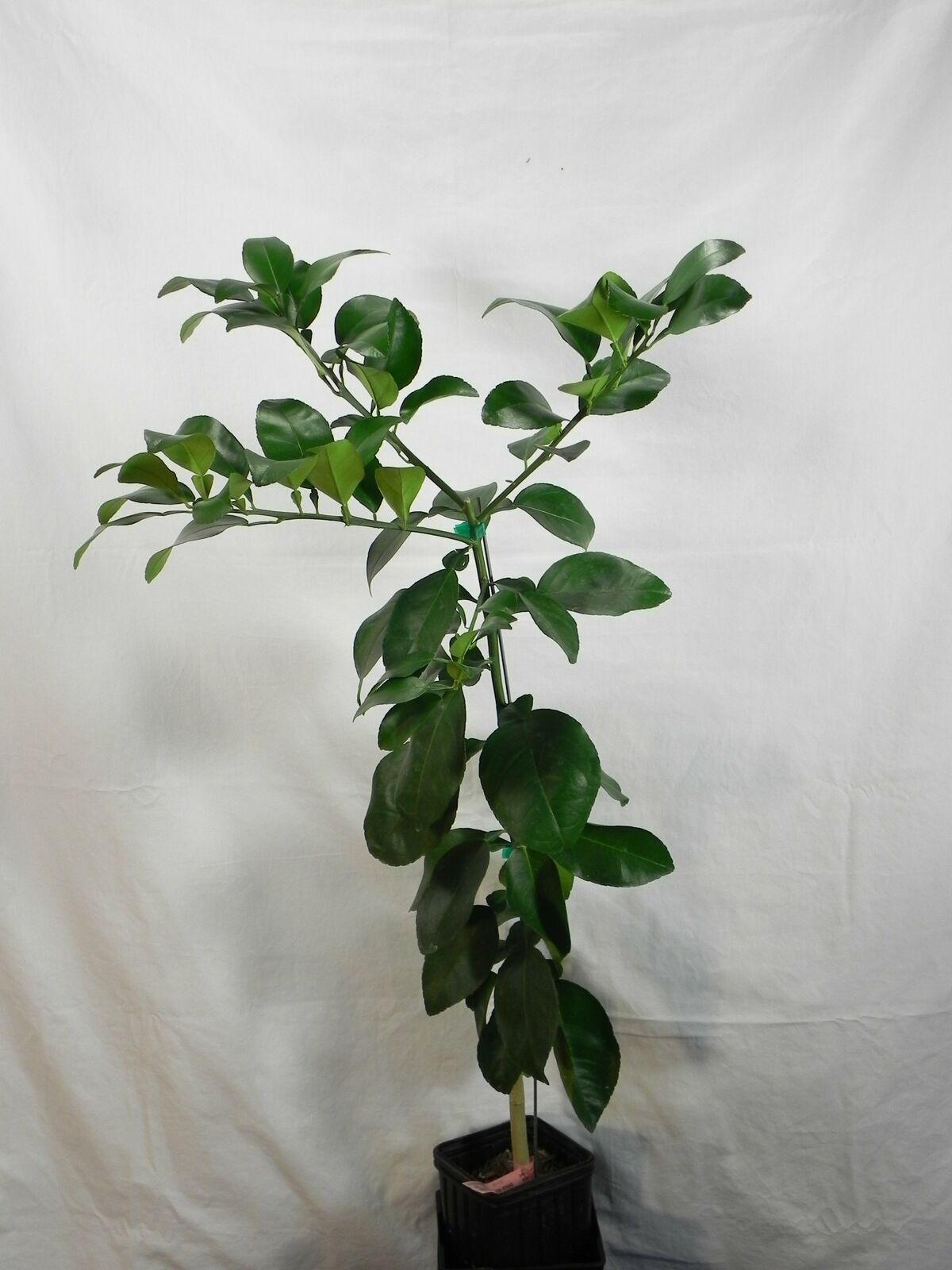 Chandler Pummelo Grapefruit Tree - Semi-Dwarf - 18-36" Tall - Live Citrus Plant - Gallon Pot - The Nursery Center