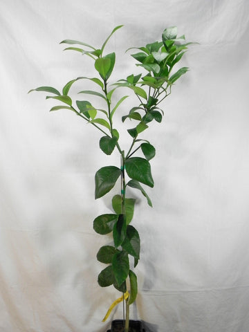 Improved Meyer Lemon Tree - 26-30" Tall - Live Fruit Plant - Gallon Pot - Citrus × meyeri - The Nursery Center